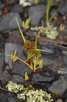 Bearded flatsedge